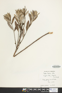 Salix tristis image