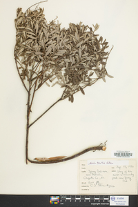 Salix tristis image