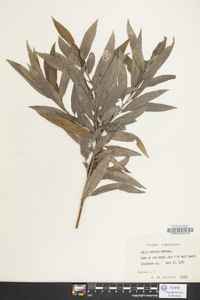 Salix sericea image