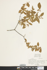 Nestronia umbellula image