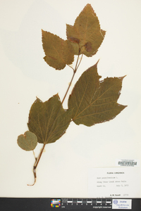 Acer pennsylvanicum image