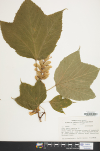 Acer pennsylvanicum image