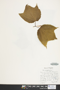 Acer pennsylvanicum image