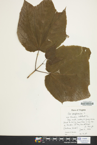 Acer pennsylvanicum image