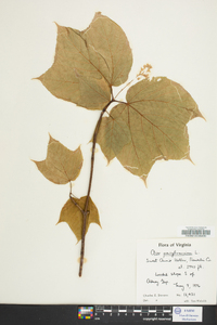 Acer pennsylvanicum image