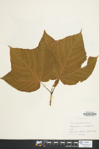 Acer pennsylvanicum image