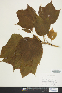 Acer pennsylvanicum image