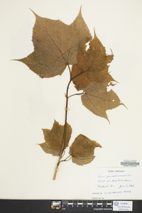 Acer pennsylvanicum image