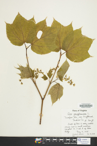 Acer pennsylvanicum image