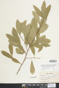 Sideroxylon lycioides image