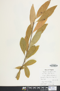 Sideroxylon lycioides image