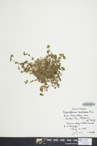 Chrysosplenium americanum image