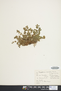 Chrysosplenium americanum image