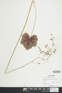 Heuchera longiflora image