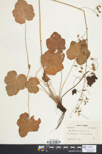 Heuchera americana image