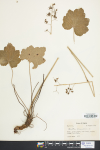 Heuchera americana image