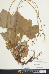 Heuchera americana image