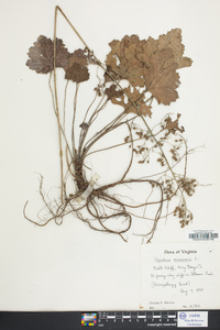 Heuchera americana image