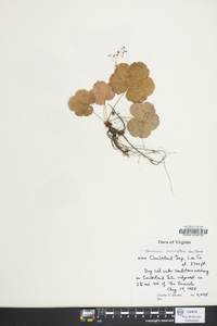 Heuchera parviflora image