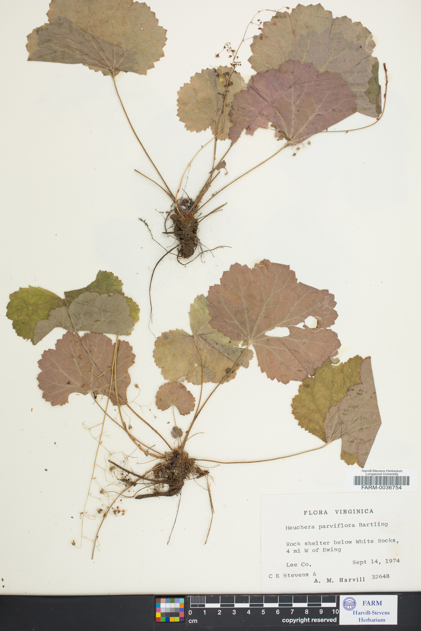 Heuchera parviflora image