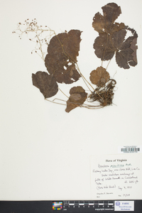 Heuchera parviflora image