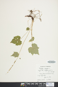 Mitella diphylla image