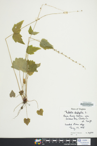 Mitella diphylla image