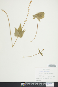 Mitella diphylla image