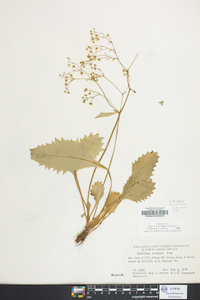 Saxifraga caroliniana image
