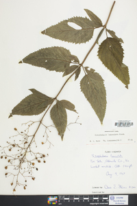 Scrophularia lanceolata image