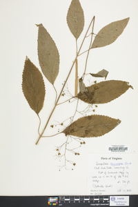 Scrophularia lanceolata image