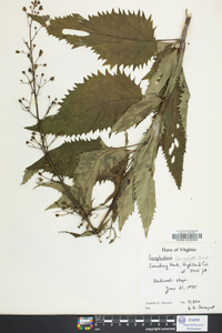 Scrophularia lanceolata image