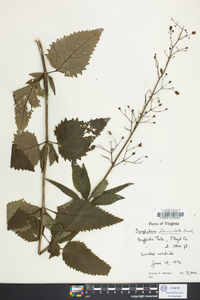 Scrophularia lanceolata image