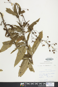 Scrophularia lanceolata image