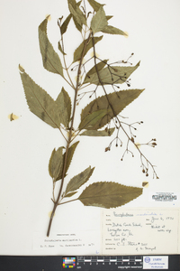 Scrophularia marilandica image