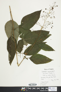 Scrophularia marilandica image