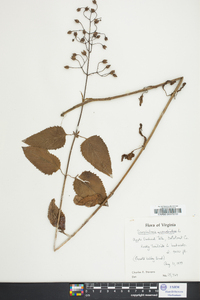 Scrophularia marilandica image