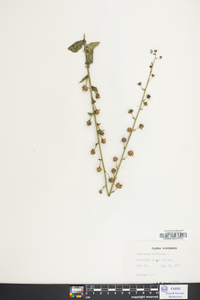 Verbascum blattaria image