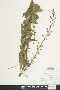 Verbascum blattaria image