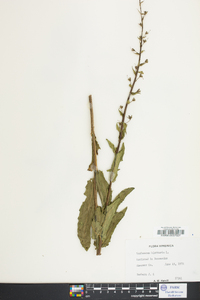 Verbascum blattaria image