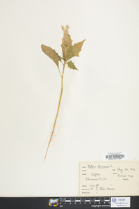 Datura stramonium image