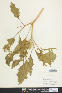 Datura stramonium image