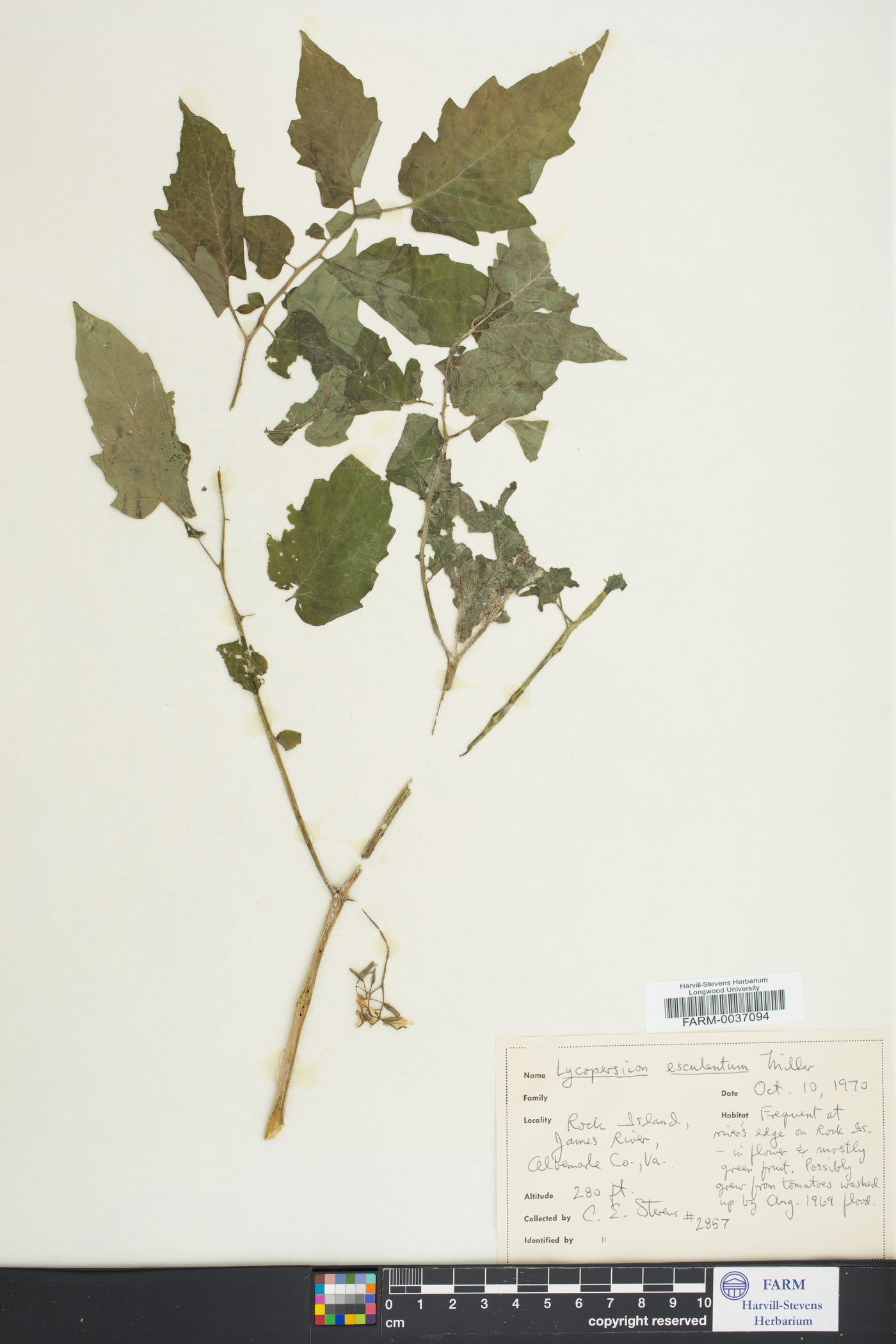 Lycopersicum esculentum image