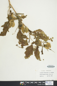 Nicandra physaloides image