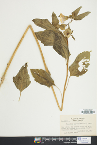Nicandra physaloides image
