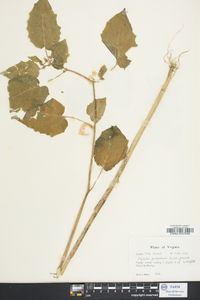 Physalis pubescens image