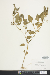 Solanum ptychanthum image