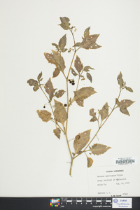 Solanum ptychanthum image