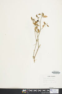 Solanum ptychanthum image