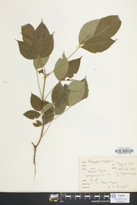 Staphylea trifolia image